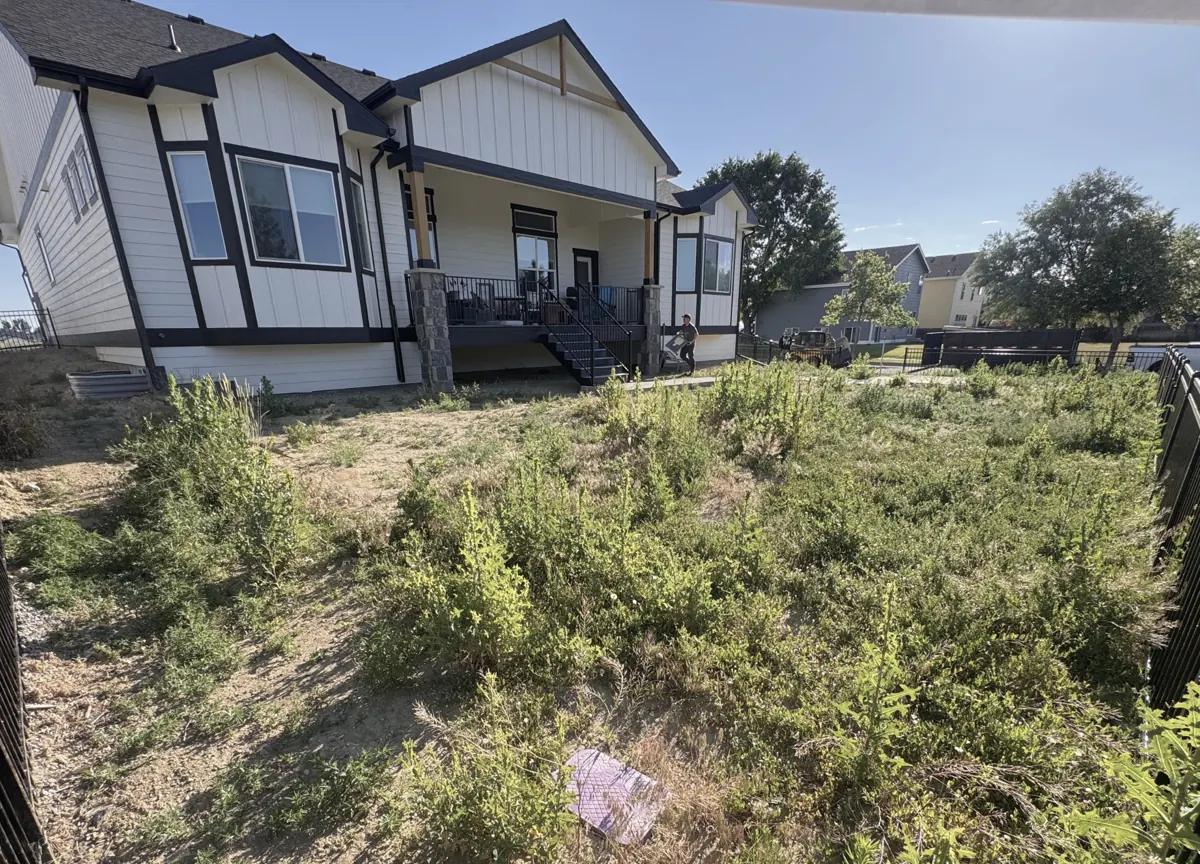 Weeds to clean xeriscape, before